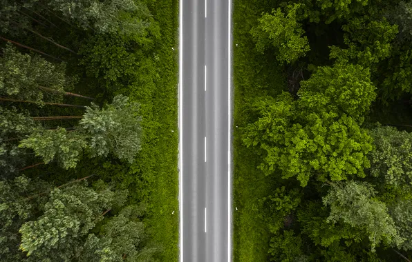 Forest, path, route