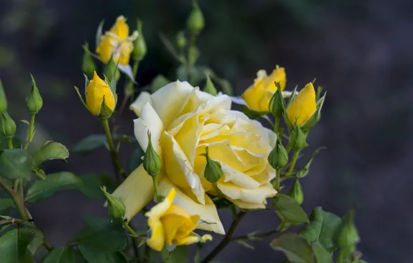 Picture rose, flowering, yellow