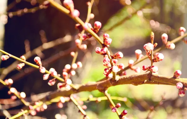 Greens, heat, spring, Apple, buds
