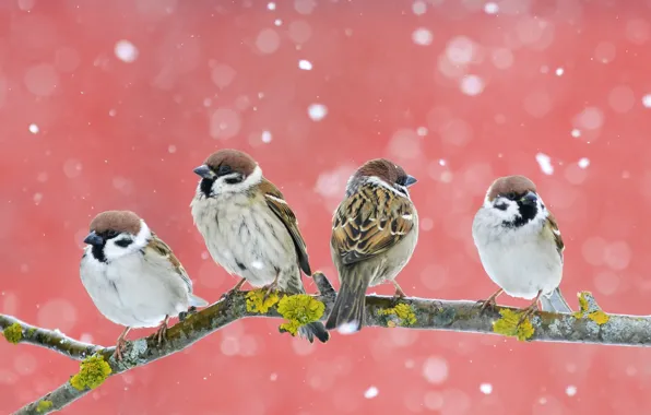 Winter, snow, birds, branch, Sparrow, snowfall, pink background, flock