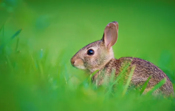 Picture grass, nature, hare, rabbit, ears