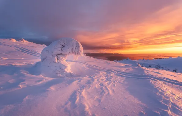 Picture nature, tree, dawn, trails, spruce, morning, The white sea, snow