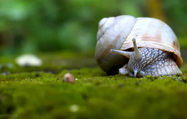 Nature, Wallpaper, Animal