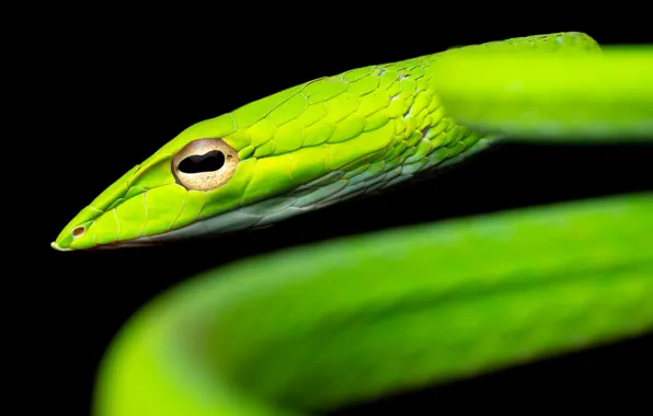 Picture nature, Ahaetulla prasina, Asian Vine Snake