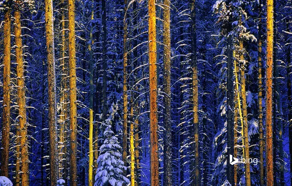 Picture winter, forest, snow, trees, Canada, Albert, Jasper national Park