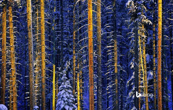 Winter, forest, snow, trees, Canada, Albert, Jasper national Park
