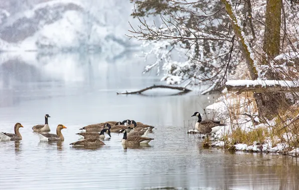 Picture winter, lake, duck
