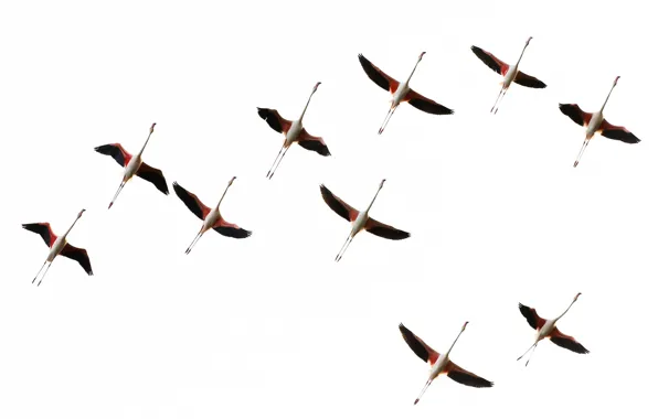 Picture flight, bird, wings, pack, Flamingo