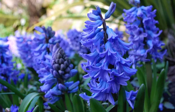 Macro, blue, hyacinth
