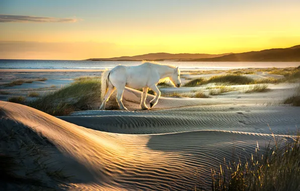 Sand, sea, the sky, grass, light, nature, horse, dawn