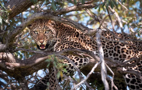 Look, branches, leopard, Alexander Kukanov