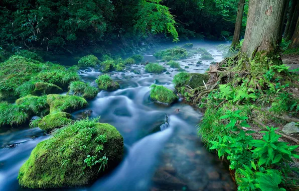 Forest, grass, trees, river, stones, stream