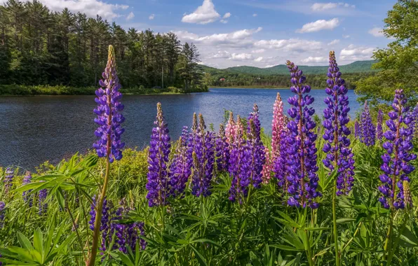 Greens, forest, the sky, leaves, clouds, landscape, flowers, mountains