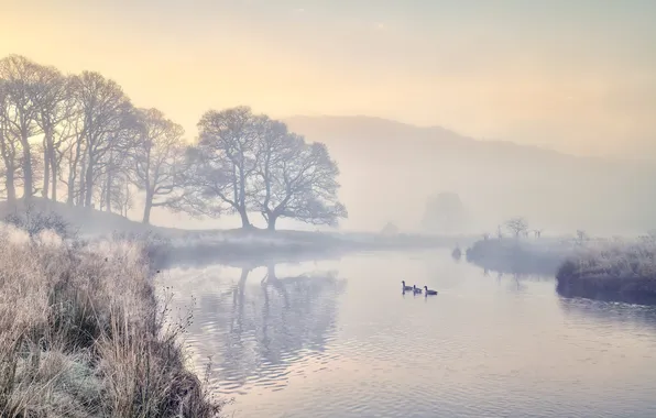 Nature, lake, turn