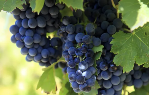 Nature, Bush, Grapes, Benefit