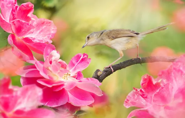 Picture flowers, nature, tropics, bird, branch, bokeh, FuYi Chen