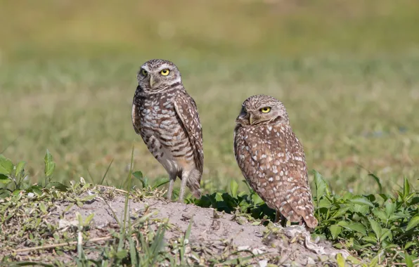 Nature, Birds, Weed, Pair, Owls