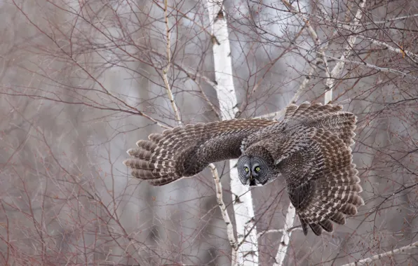 Forest, light, flight, branches, nature, owl, bird, birch