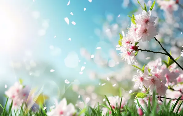 The sun, flowers, spring, sunshine, flowering, pink, blossom, flowers