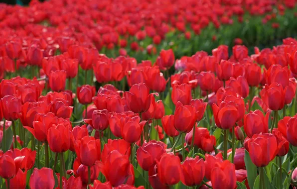 Tulips, red, buds, al, a lot