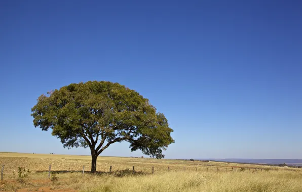 Sky, Tree, Brazil, Brasil, Fence, Farm, Brasilia, Closed