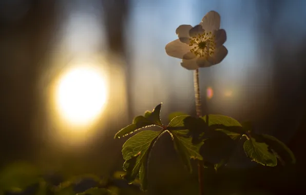 Picture flower, nature, spring