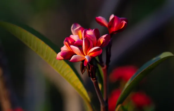 Light, flowers, the dark background, branch, red, plumeria
