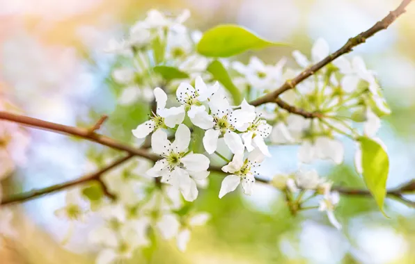 Greens, leaves, flowers, branches, blur, spring, white, flowering