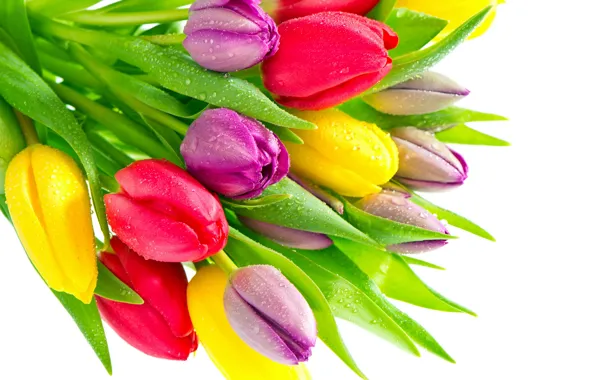 Picture drops, yellow, purple, tulips, red