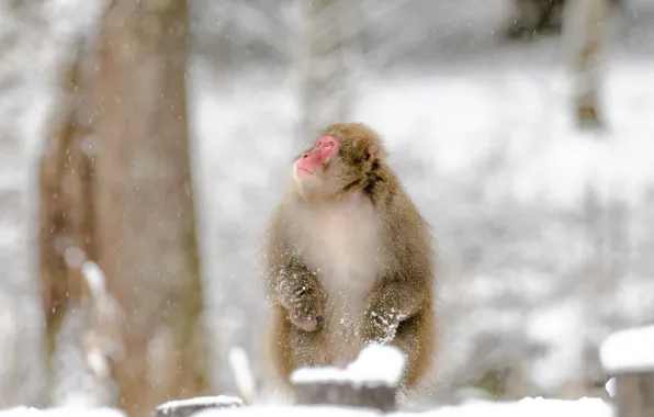 Winter, look, snow, nature, pose, tree, stump, legs