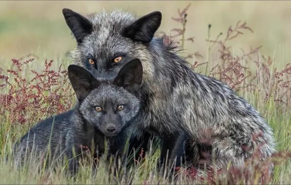 Animals, black & white, Fox, two, fox, animals, beauty, two
