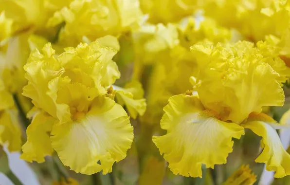 Macro, yellow, iris