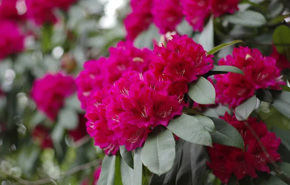 Pink, flowering, shrub, Azalea