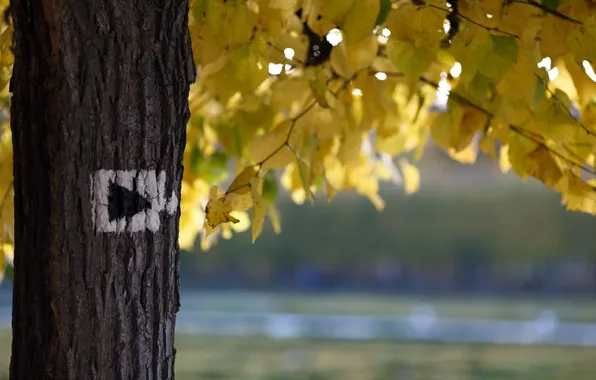 Autumn, trees, nature