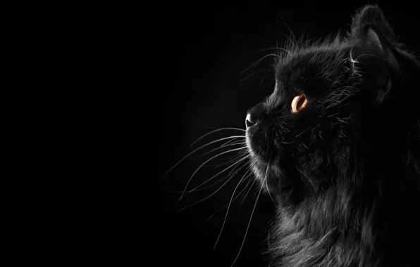 Cat, Black background, Background, Black, Cat, Fon, Silhouette