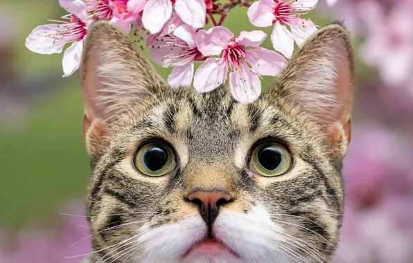 Cat, cat, look, face, flowers, portrait, spring, flowering