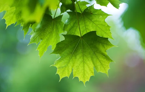 Summer, leaves, macro, green