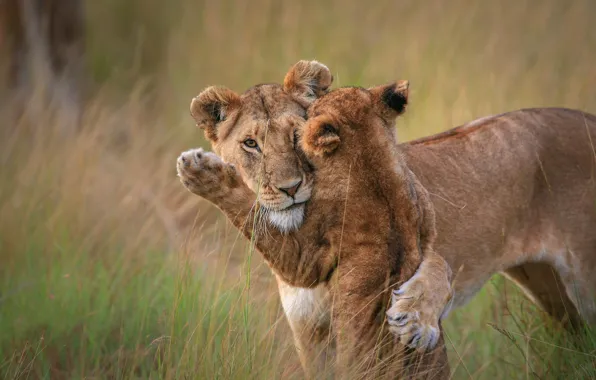 Grass, paw, baby, hugs, pair, weasel, lions, lioness