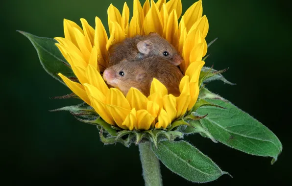 Flower, leaves, yellow, the dark background, sunflower, a couple, mouse, mouse