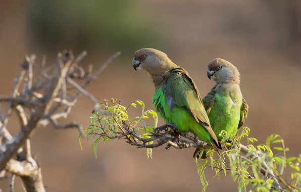 Picture leaves, branches, green, bird, two, parrot, pair, a couple