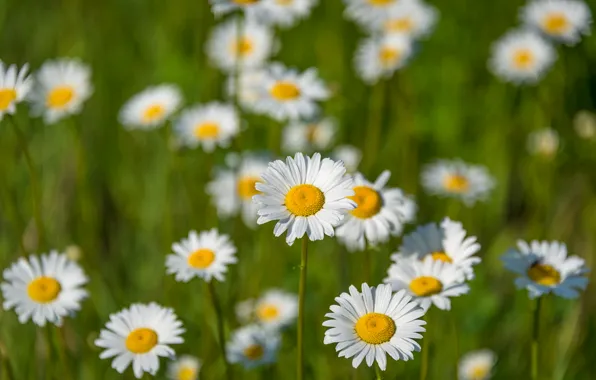 Field, nature, chamomile, petals, meadow