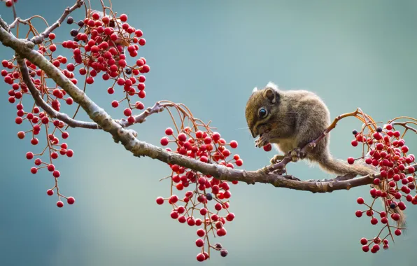 Picture berries, branch, gopher of Berdmore