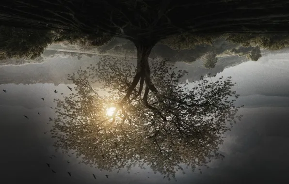 Cinema, sky, landscape, nature, tree, birds, movie, film