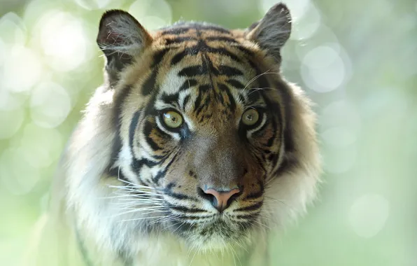 Picture look, face, close-up, tiger, portrait, bokeh