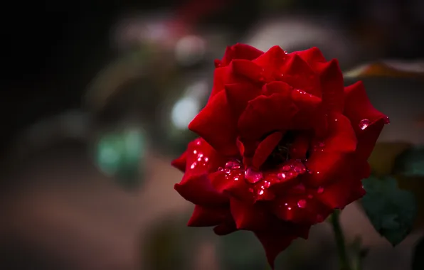 Picture flower, drops, rose