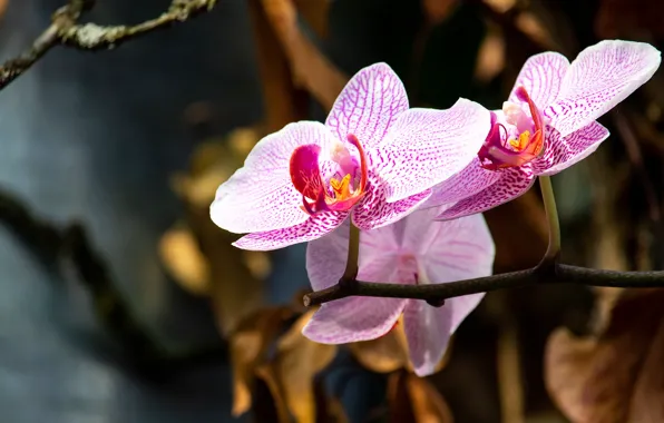 Picture flowers, branches, the dark background, background, pink, Orchid