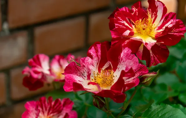 Leaves, light, flowers, spring, garden, red, bricks, peonies