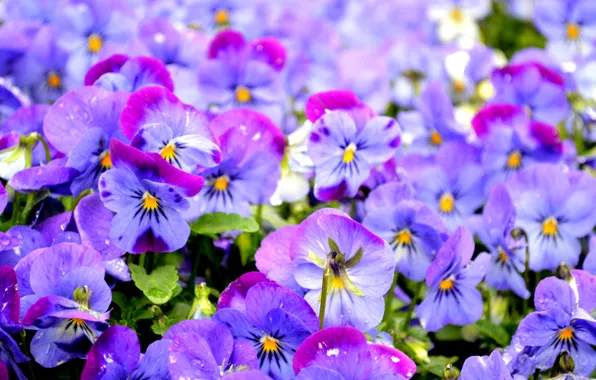 Picture purple, Pansy, viola