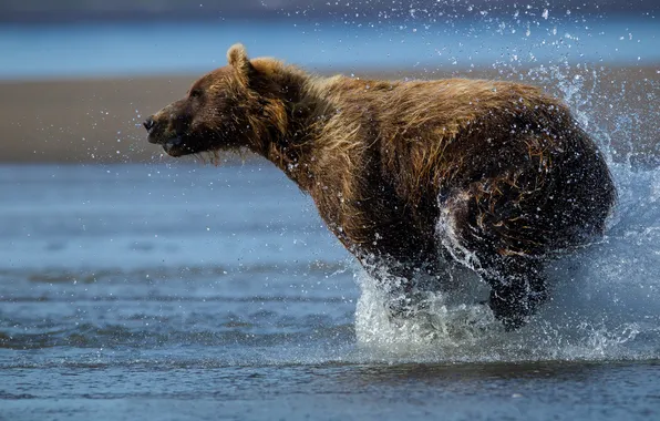 Water, drops, squirt, bear, bear