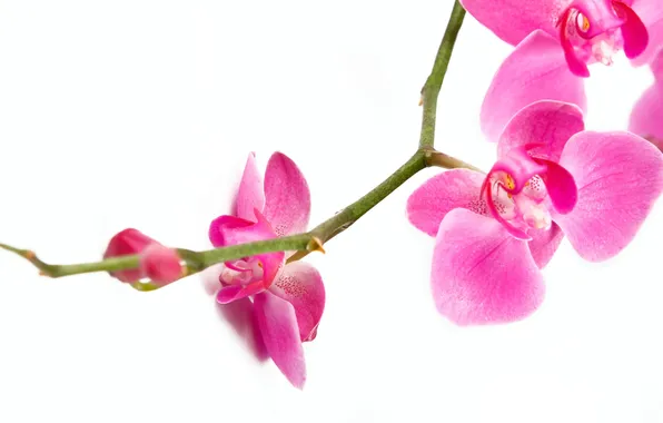Macro, flowers, tenderness, beauty, branch, petals, orchids, Orchid